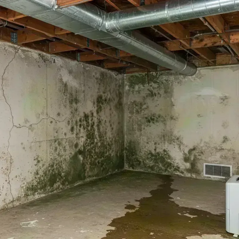 Professional Mold Removal in Highland, KS